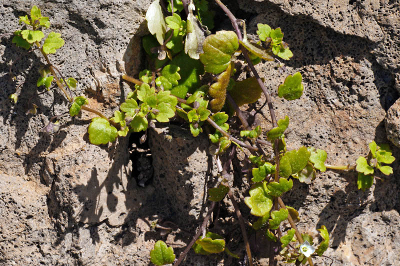 Pianta reptante : Veronica cymbalaria Bodard s.l.